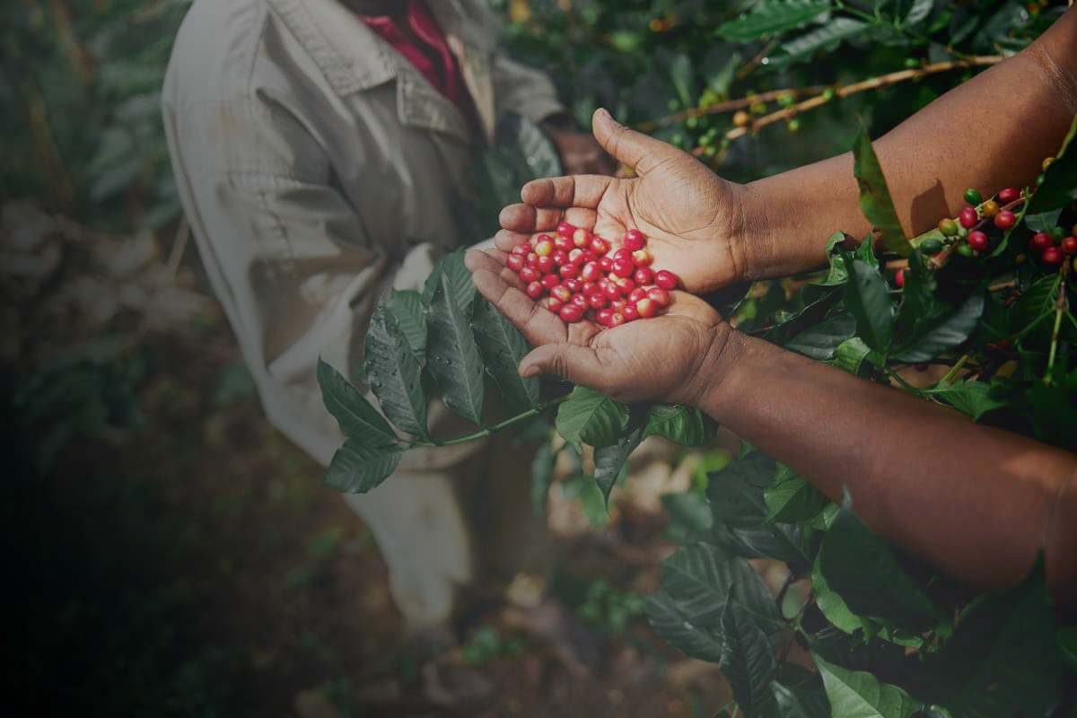 cafea-de-specialitate-starea-natiei-1-1