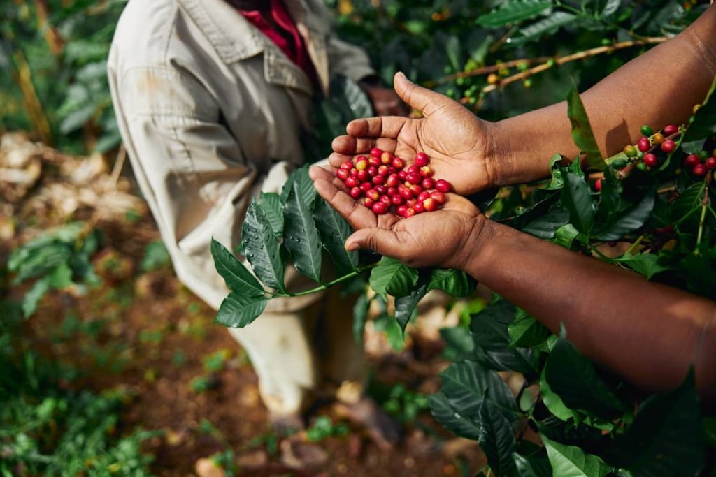 Culegerea boabelor de cafea - Africa