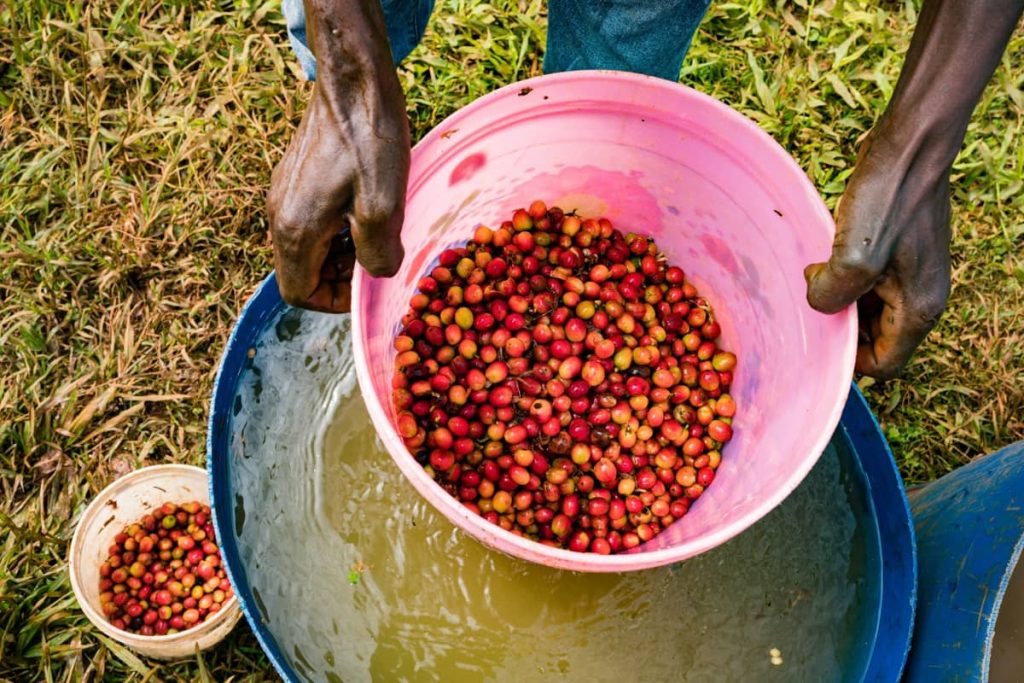 Procesarea cireselor de cafea după culegere, în Kenya